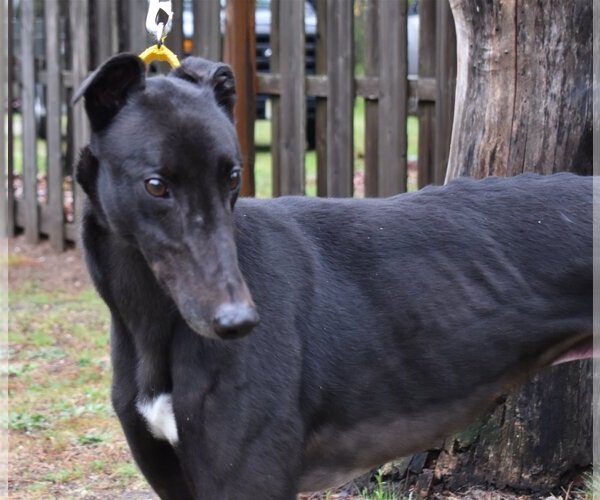 Medium Photo #3 Greyhound Puppy For Sale in Cherry Hill, NJ, USA