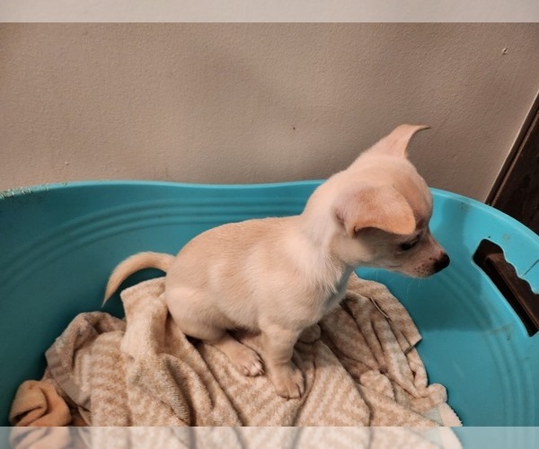 Medium Photo #2 Chihuahua Puppy For Sale in MARIETTA, GA, USA