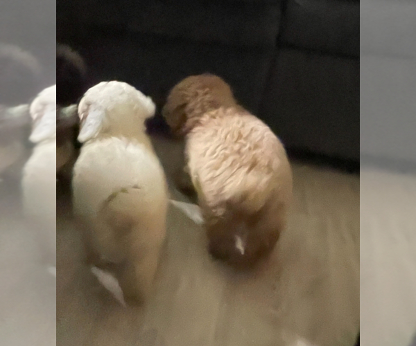 Medium Photo #3 Poodle (Miniature) Puppy For Sale in MATTOON, IL, USA