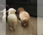 Small #2 Poodle (Miniature)