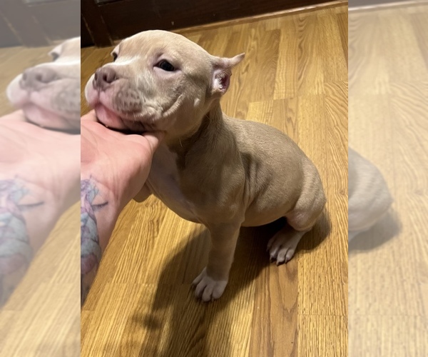 Medium Photo #1 American Bully Puppy For Sale in APPLETON, WI, USA