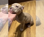 Small Photo #1 American Bully Puppy For Sale in APPLETON, WI, USA