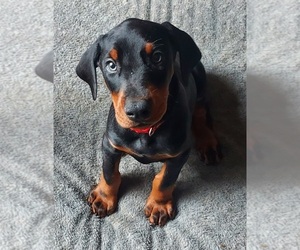 Doberman Pinscher Puppy for sale in NATRONA HEIGHTS, PA, USA