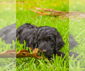 Doodle-Goldendoodle Mix Puppy for Sale in NAPLES, Florida USA