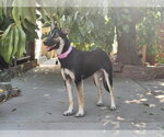 Small German Shepherd Dog
