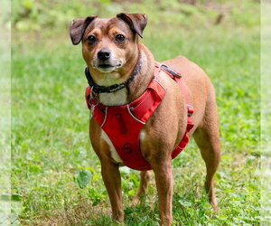 April - Female Chihuahua-Unknown Mix Dog for Adoption - Photo #3