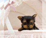 Image preview for Ad Listing. Nickname: Pomeranian Pups
