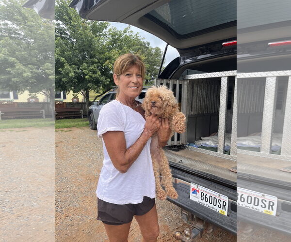 Medium Photo #9 Poodle (Miniature) Puppy For Sale in Pacolet, SC, USA
