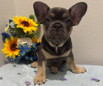 Small #2 French Bulldog