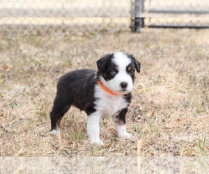 Miniature Australian Shepherd Dog for Adoption in KYLE, Texas USA