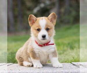 Pembroke Welsh Corgi Puppy for sale in NEW HOLLAND, PA, USA