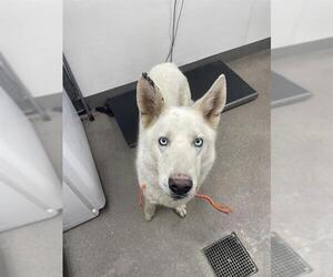 Siberian Husky Dogs for adoption in HESPERIA, CA, USA