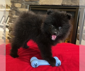 Pomeranian Puppy for sale in NOBLESVILLE, IN, USA