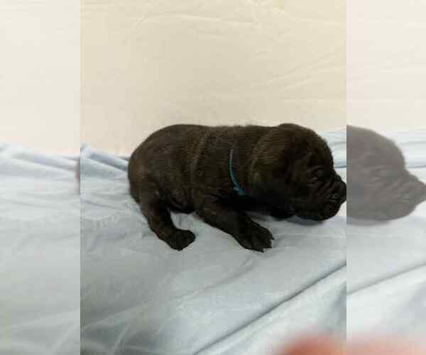 Medium Photo #3 Cane Corso Puppy For Sale in CAMBY, IN, USA
