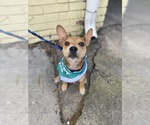 Small #27 Boston Terrier Mix