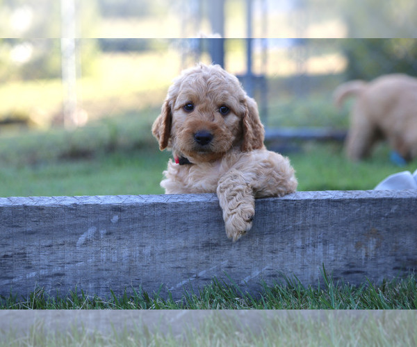 Medium Photo #5 Goldendoodle Puppy For Sale in FREDONIA, KY, USA