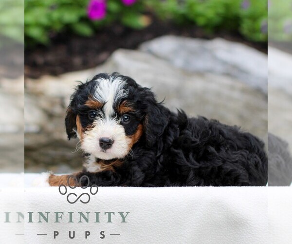 Medium Photo #4 Bernedoodle (Miniature) Puppy For Sale in LITITZ, PA, USA
