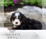 Small #3 Bernedoodle (Miniature)