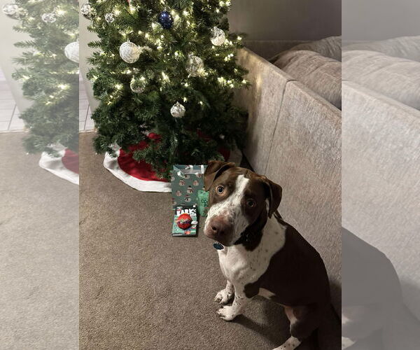 Medium Photo #4 American Pit Bull Terrier-Unknown Mix Puppy For Sale in Minneapolis, MN, USA