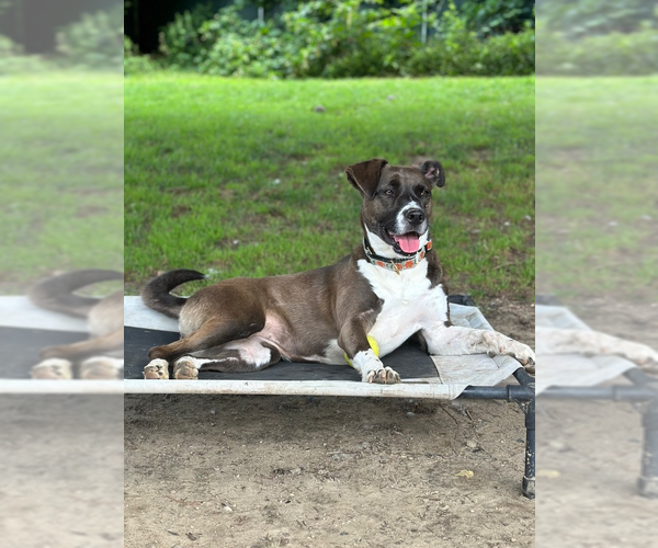 Medium Photo #21 Borador Puppy For Sale in Brewster, NY, USA