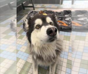 Alaskan Malamute Dogs for adoption in Fort Collins, CO, USA