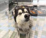 THEO - Male Alaskan Malamute Dog for Adoption - Small photo