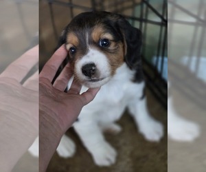 Beagle Puppy for sale in APPOMATTOX, VA, USA