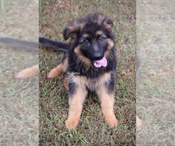 Medium Photo #5 German Shepherd Dog Puppy For Sale in MORRILTON, AR, USA