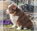 Small Photo #5 Miniature Australian Shepherd Puppy For Sale in O NEALS, CA, USA