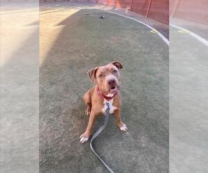 Mutt Dogs for adoption in Las Vegas, NV, USA