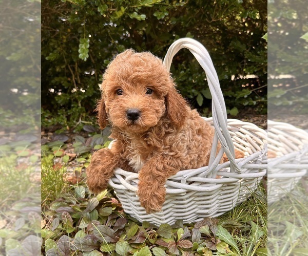 Medium Photo #3 Goldendoodle (Miniature) Puppy For Sale in MIDDLEBURY, IN, USA