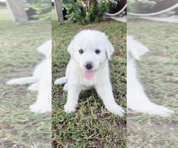 Medium Photo #1 Great Pyrenees Puppy For Sale in UMATILLA, FL, USA