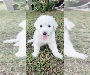 Great Pyrenees Puppy for sale in UMATILLA, FL, USA