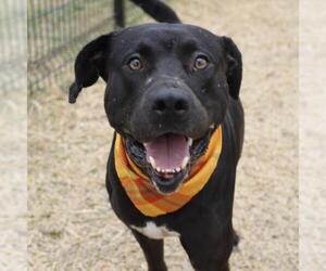 Labrador Retriever-Unknown Mix Dogs for adoption in San Antonio, TX, USA