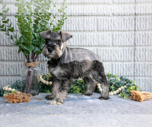 Schnauzer (Miniature) Litter for sale in BALTIC, OH, USA