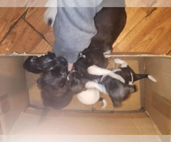 Medium Photo #2 Dachshund-Unknown Mix Puppy For Sale in Aurora, IN, USA