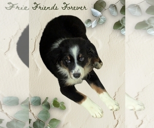 Medium Australian Shepherd