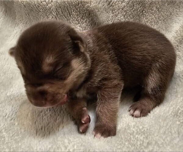 Medium Photo #3 Mutt Puppy For Sale in Olalla, WA, USA