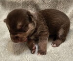 Small #2 Mutt