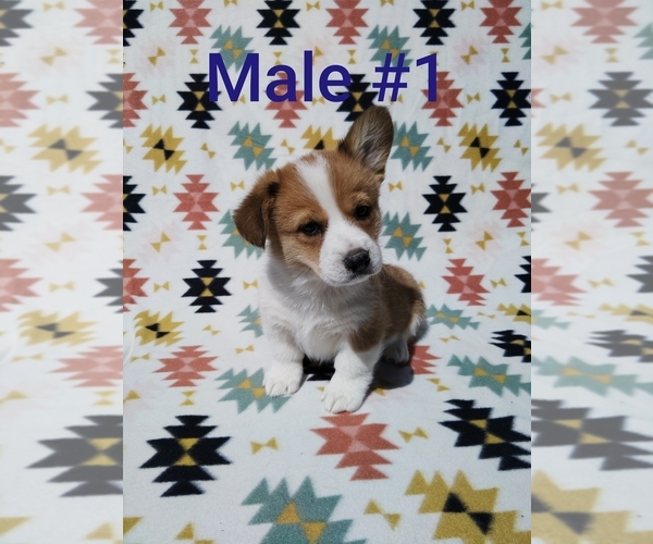 Medium Photo #1 Pembroke Welsh Corgi Puppy For Sale in KEENESBURG, CO, USA