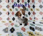 Image preview for Ad Listing. Nickname: Birch