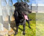 Champ - Male Mutt Dog for Adoption - Small photo