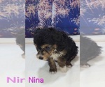Small #5 Australian Shepherd-Poodle (Toy) Mix