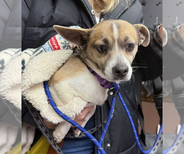 Medium Photo #3 Chihuahua-Unknown Mix Puppy For Sale in GILBERTS, IL, USA