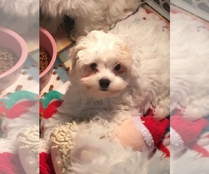 Maltese-ShihPoo Mix Puppy for sale in SARASOTA, FL, USA