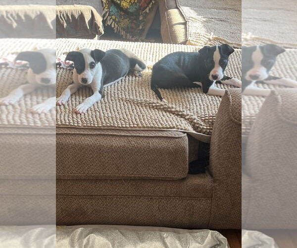 Medium Photo #5 Labrador Retriever-Unknown Mix Puppy For Sale in Brewster, NY, USA