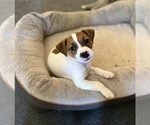 Small Photo #7 Parson Russell Terrier Puppy For Sale in TEMECULA, CA, USA