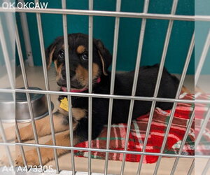 Rottweiler-Unknown Mix Dogs for adoption in Oklahoma City, OK, USA