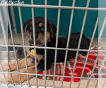 Small Rottweiler Mix
