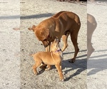 Small Photo #108 Rhodesian Ridgeback Puppy For Sale in MORONGO VALLEY, CA, USA